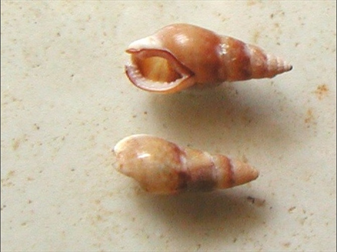 Nassariidae nel Mediterraneo